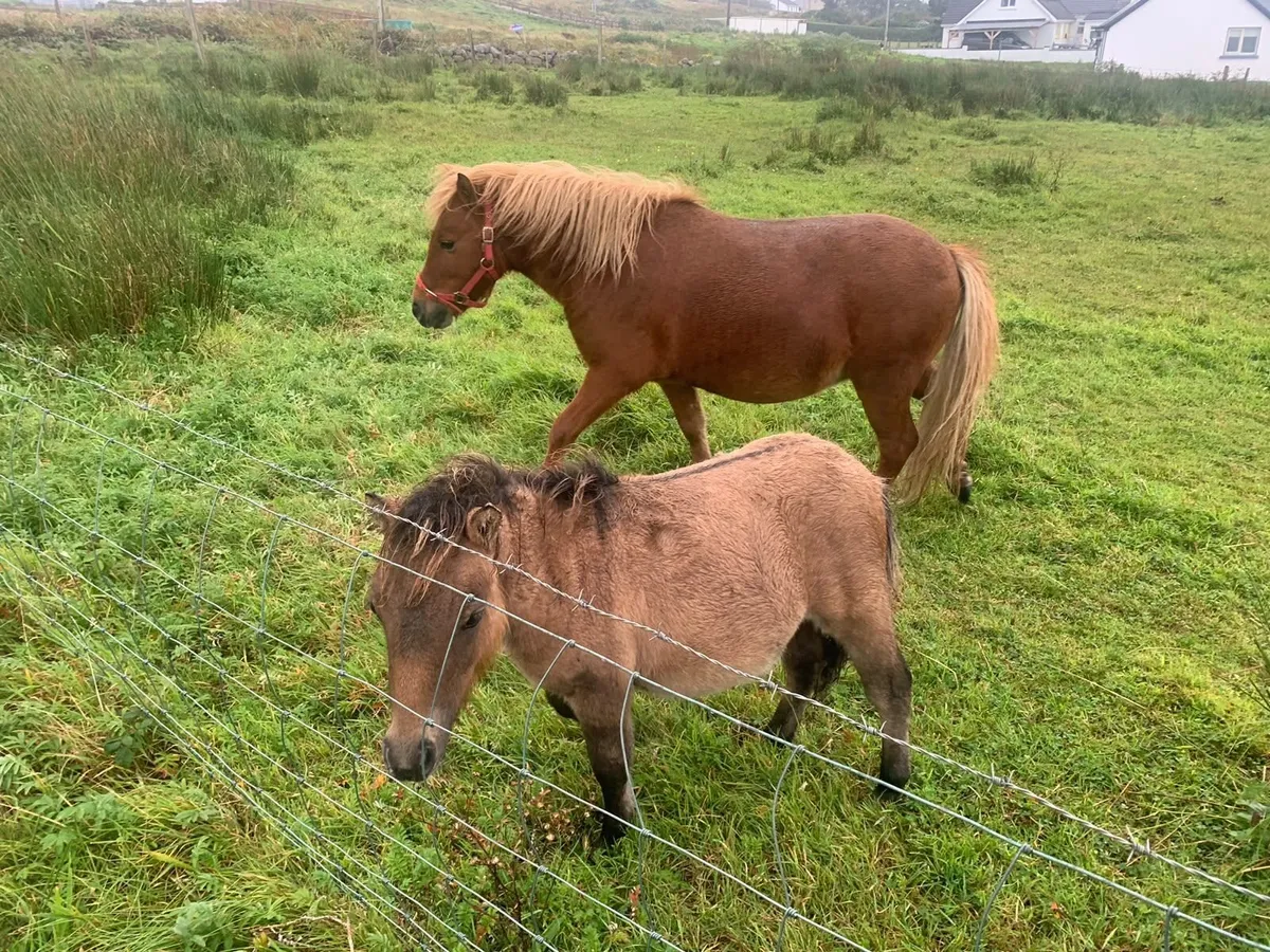 Pony - Image 3