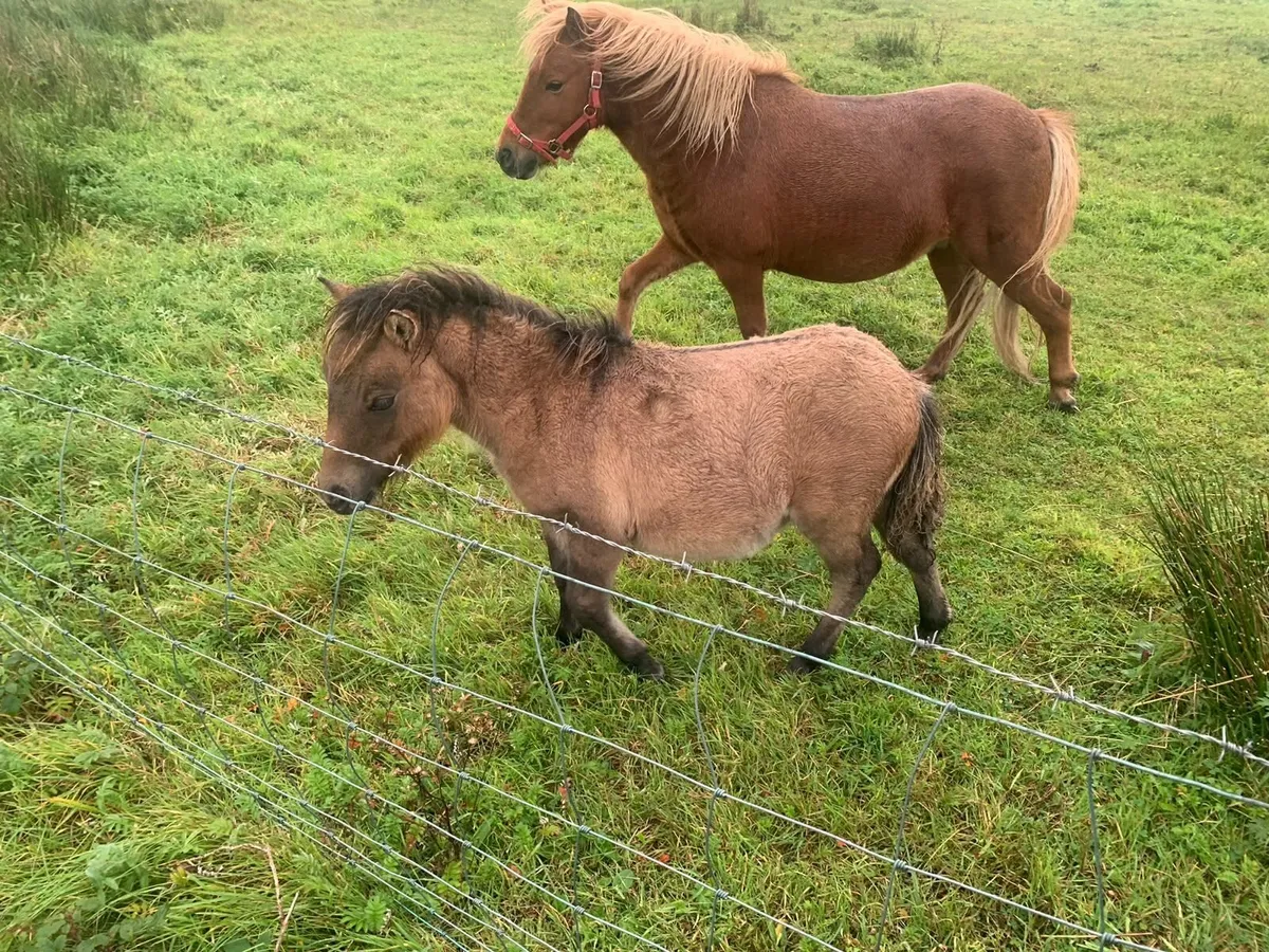 Pony - Image 4