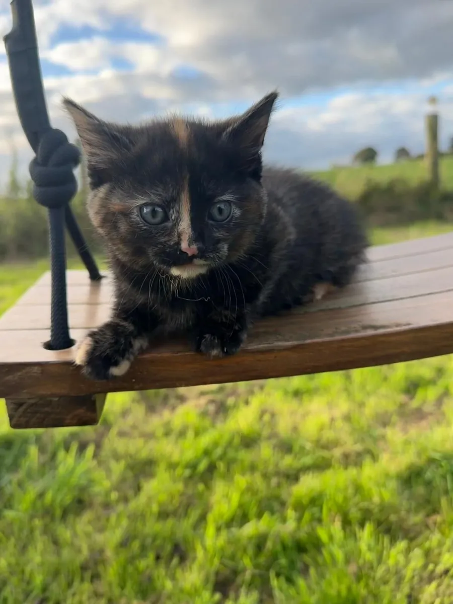 Cats - Image 1