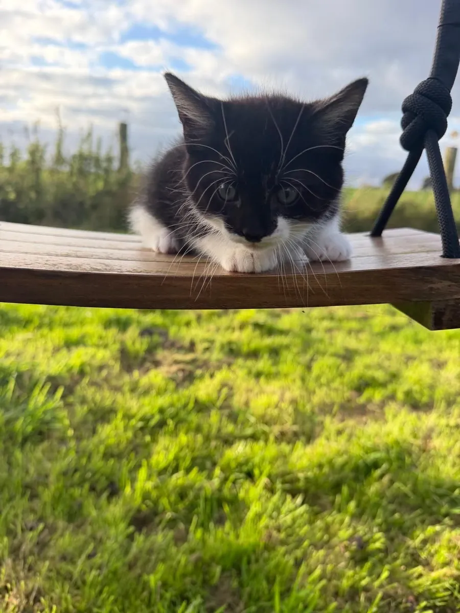 Cats - Image 4