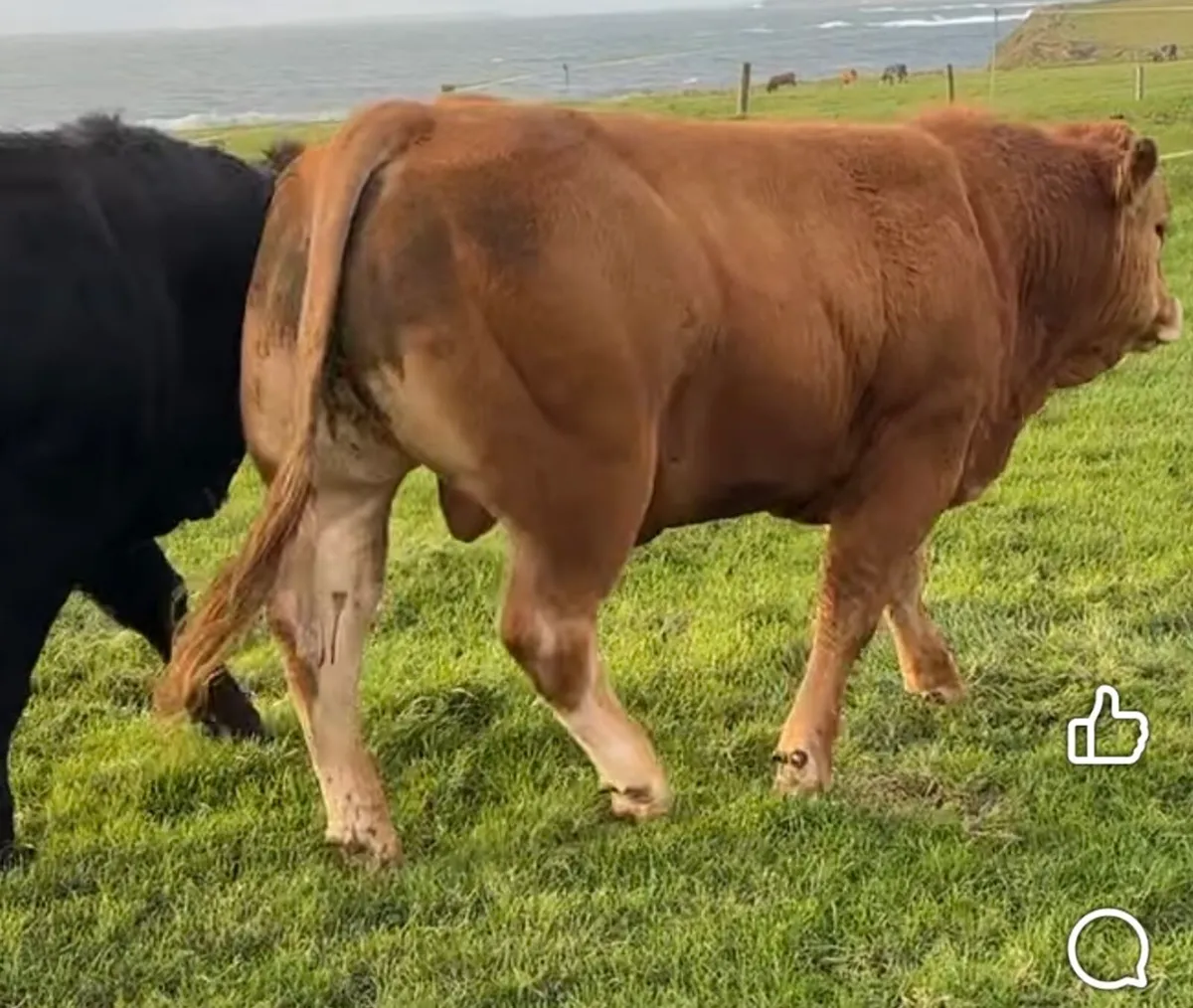 Gort Mart: Thursday 17th Sept : LMX Sale: Entries - Image 1