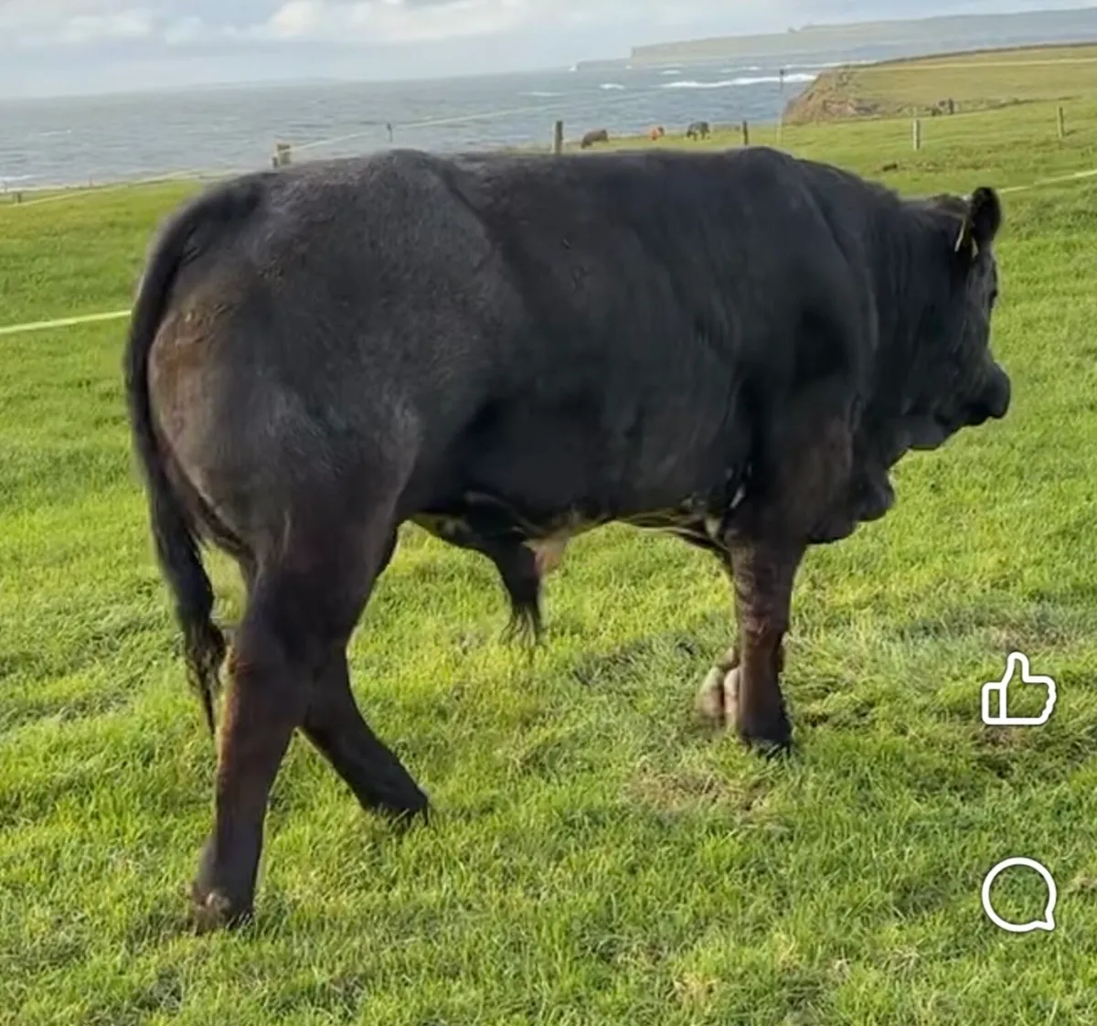 Gort Mart: Thursday 17th Sept : LMX Sale: Entries - Image 2