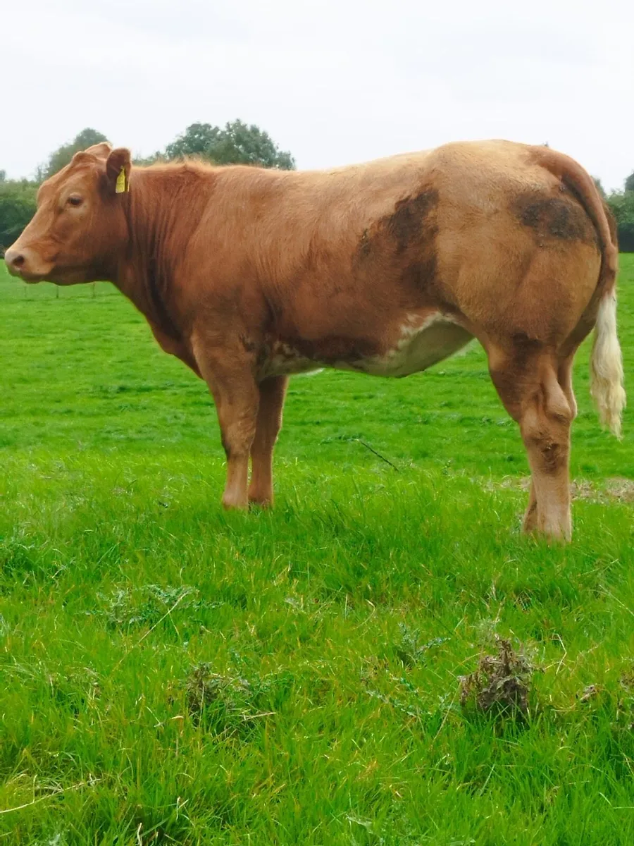Gort Mart: Thursday 17th Sept : LMX Sale: Entries - Image 3