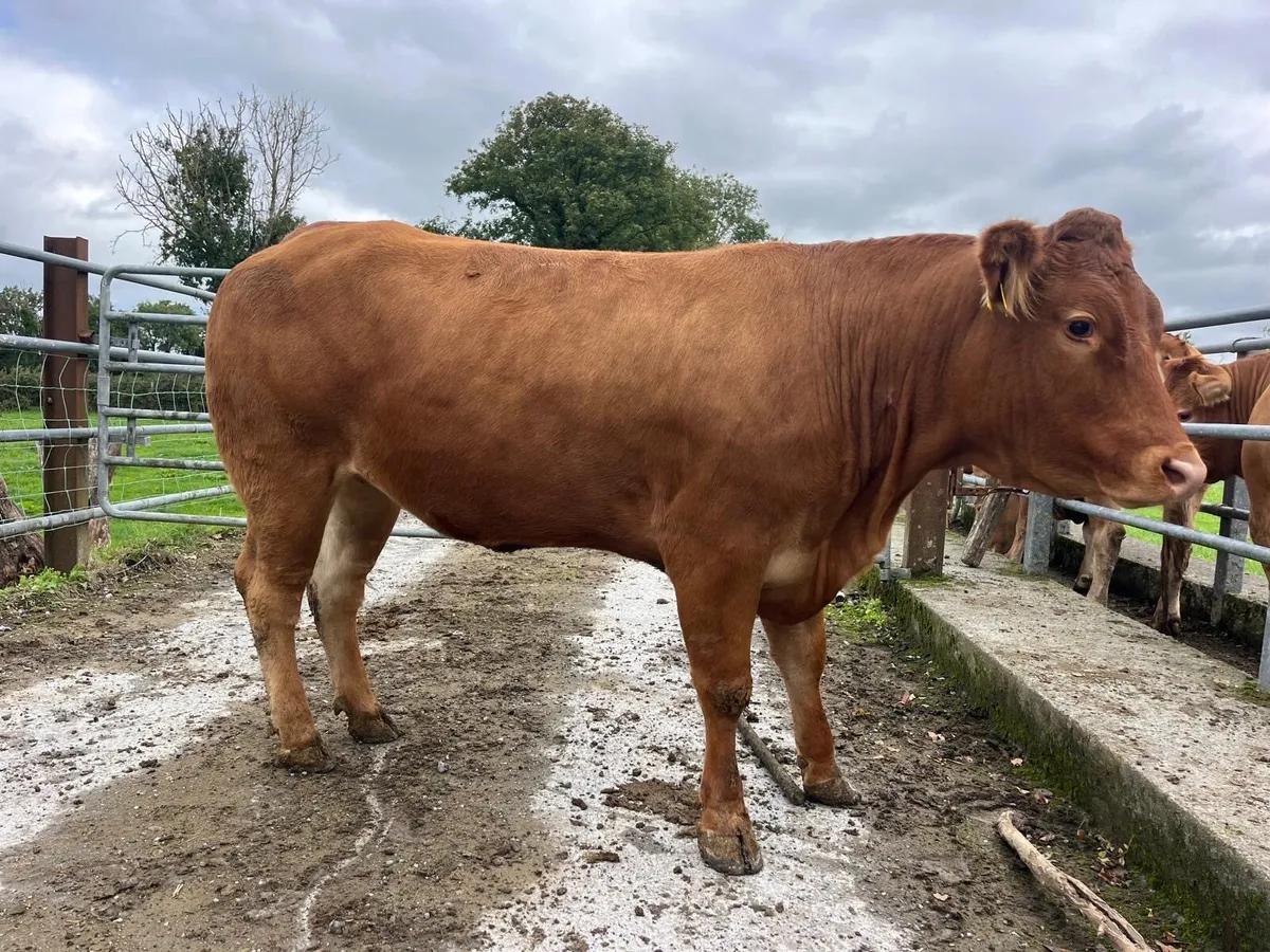 Gort Mart: Thursday 17th Sept : LMX Sale: Entries - Image 4