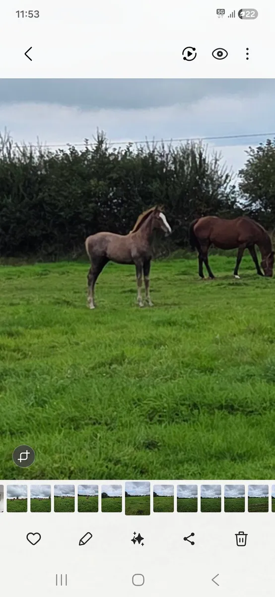 der senaat 111 Colt foal - Image 2