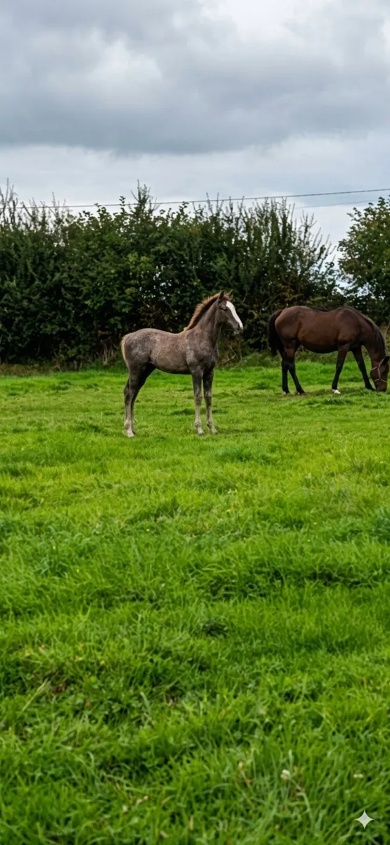 der senaat 111 Colt foal - Image 1