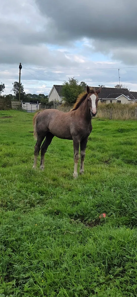 der senaat 111 Colt foal - Image 3