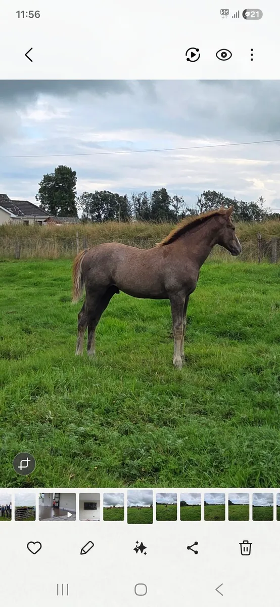der senaat 111 Colt foal - Image 4