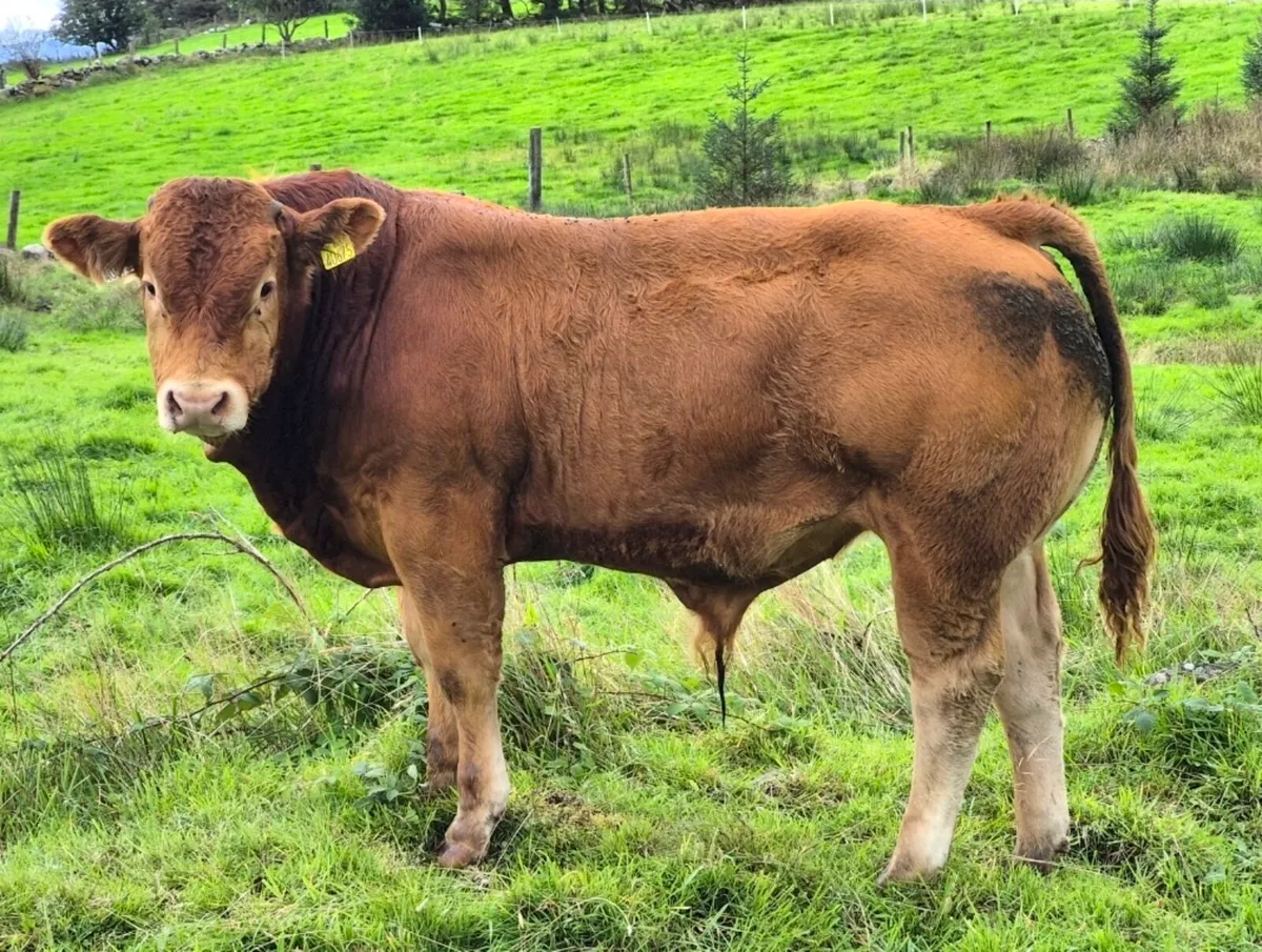 Bull Weaning Ballinrobe - Lot: 1033 - Image 2