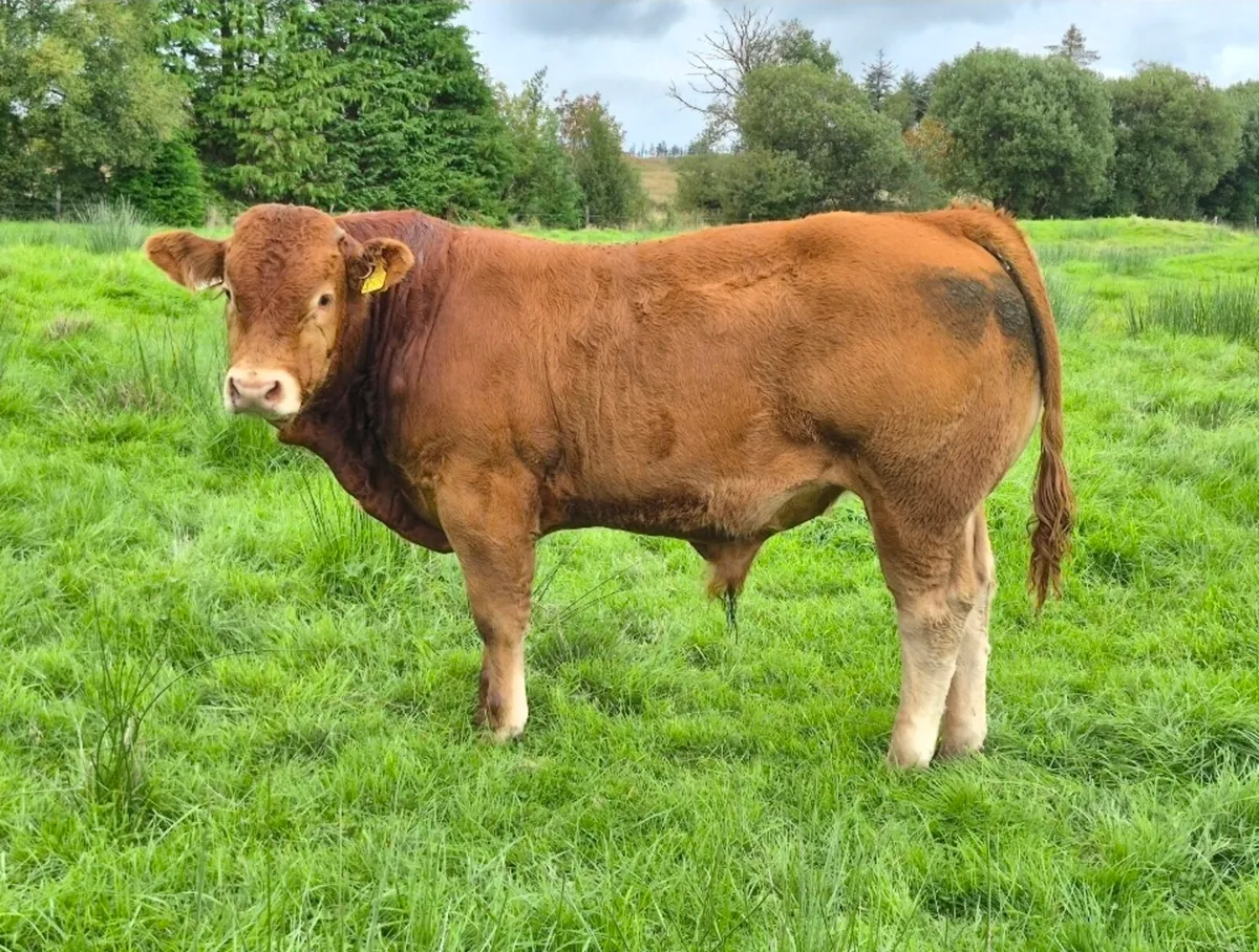 Bull Weaning Ballinrobe - Lot: 1033 - Image 1