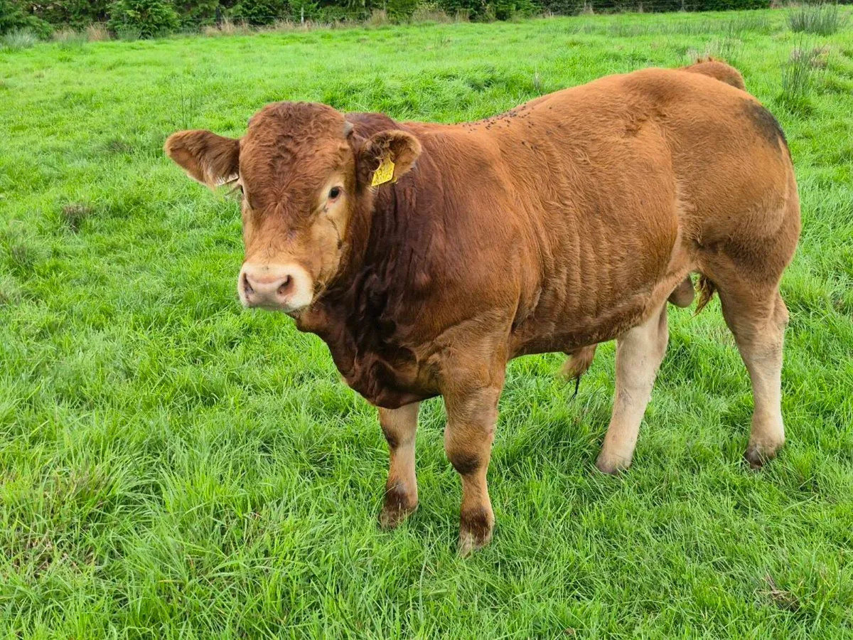 Bull Weaning Ballinrobe - Lot: 1033 - Image 3