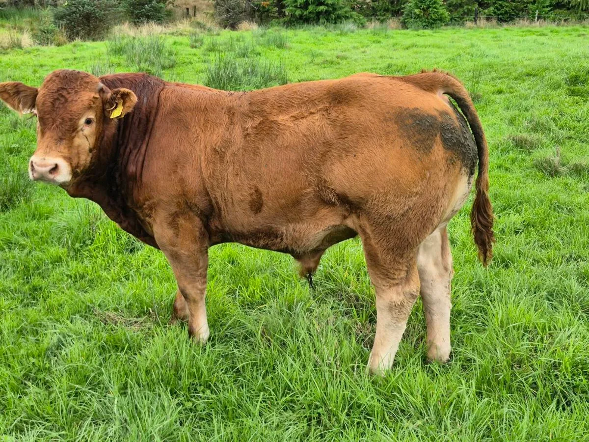 Bull Weaning Ballinrobe - Lot: 1033 - Image 4
