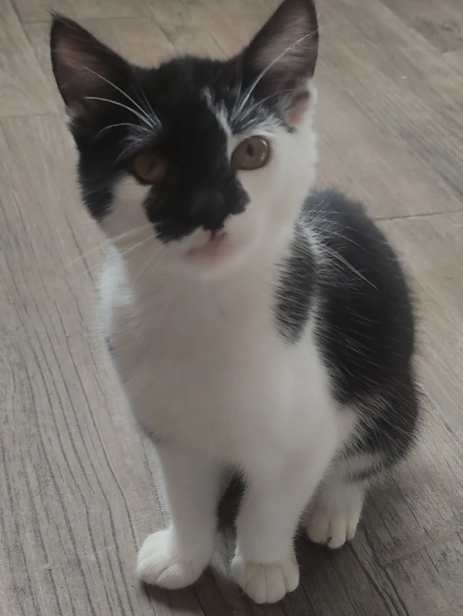 Kittens 12 Weeks old - Image 1