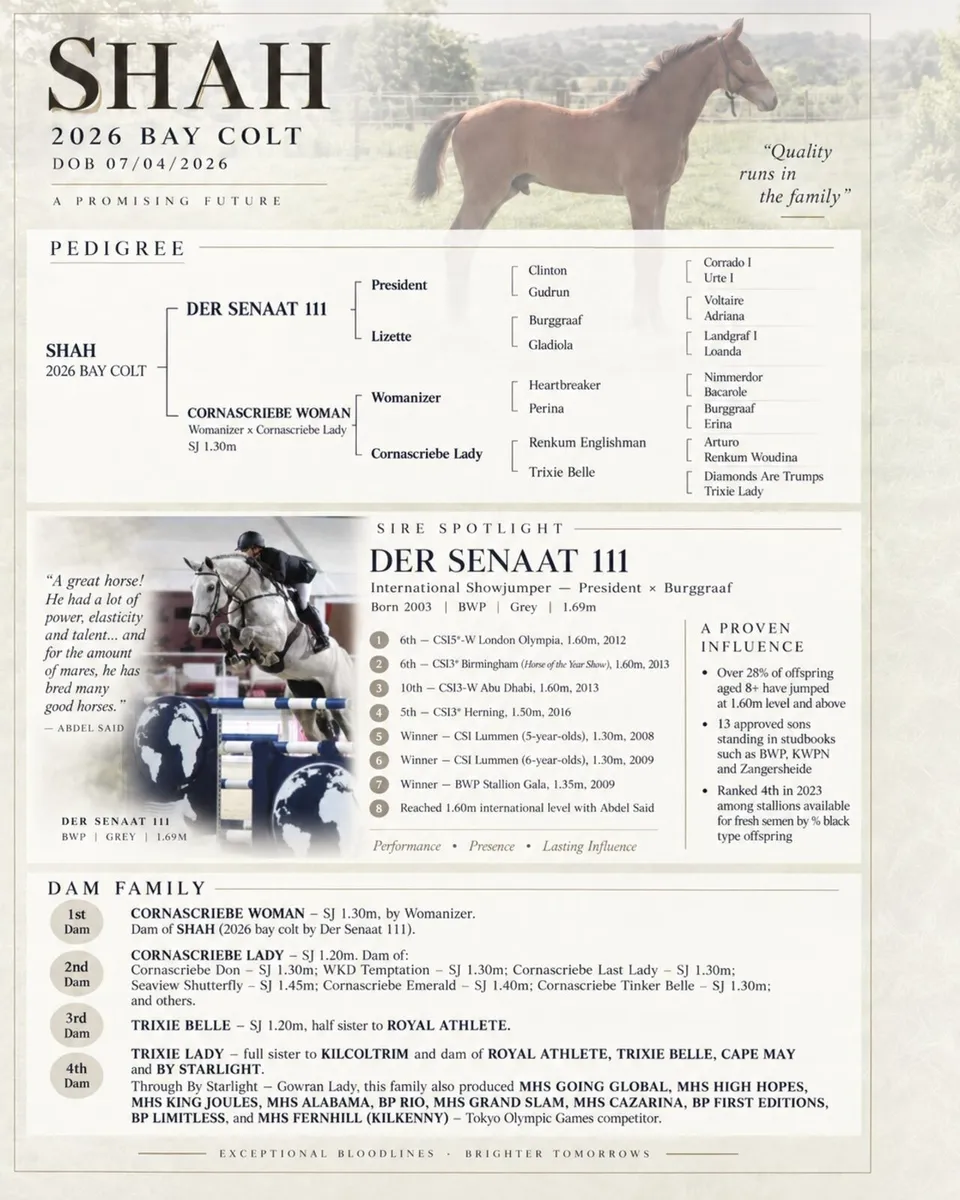 Der Senaat III Colt foal x Womanizer 1.30 dam - Image 1