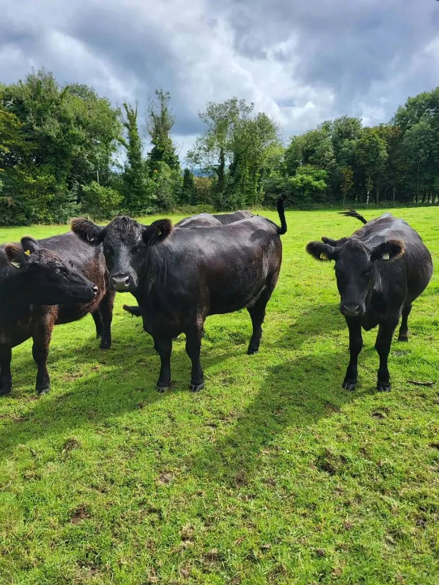 5 star Aberdeen Angus heifers - Image 1