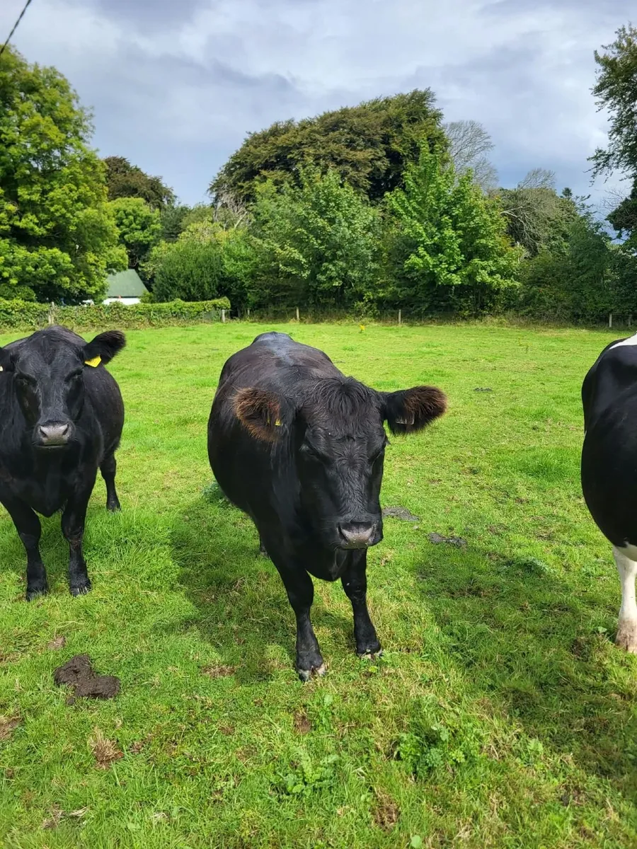 5 star Aberdeen Angus heifers - Image 2