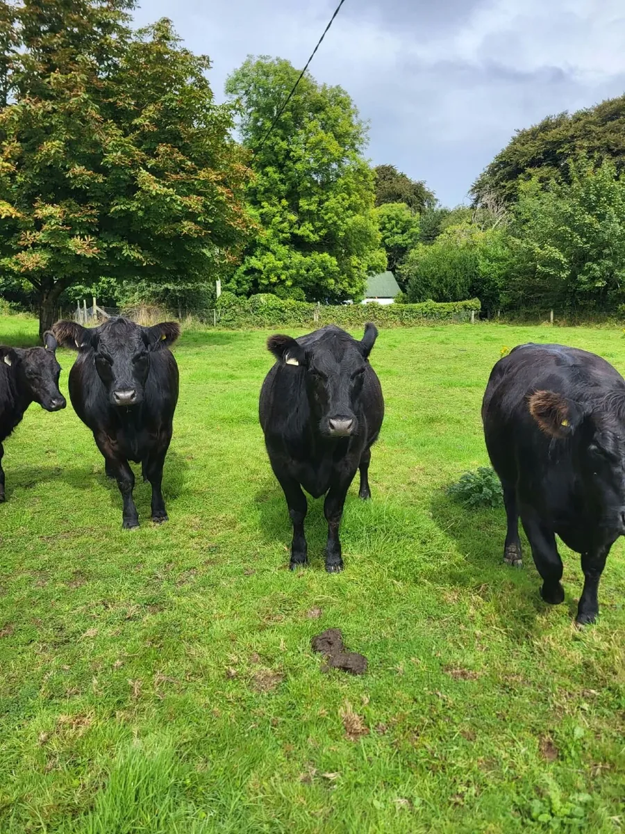 5 star Aberdeen Angus heifers - Image 3