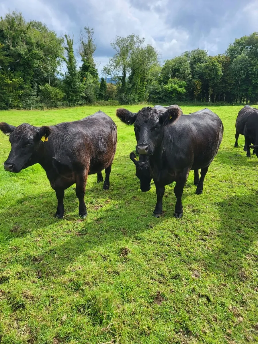 5 star Aberdeen Angus heifers - Image 4