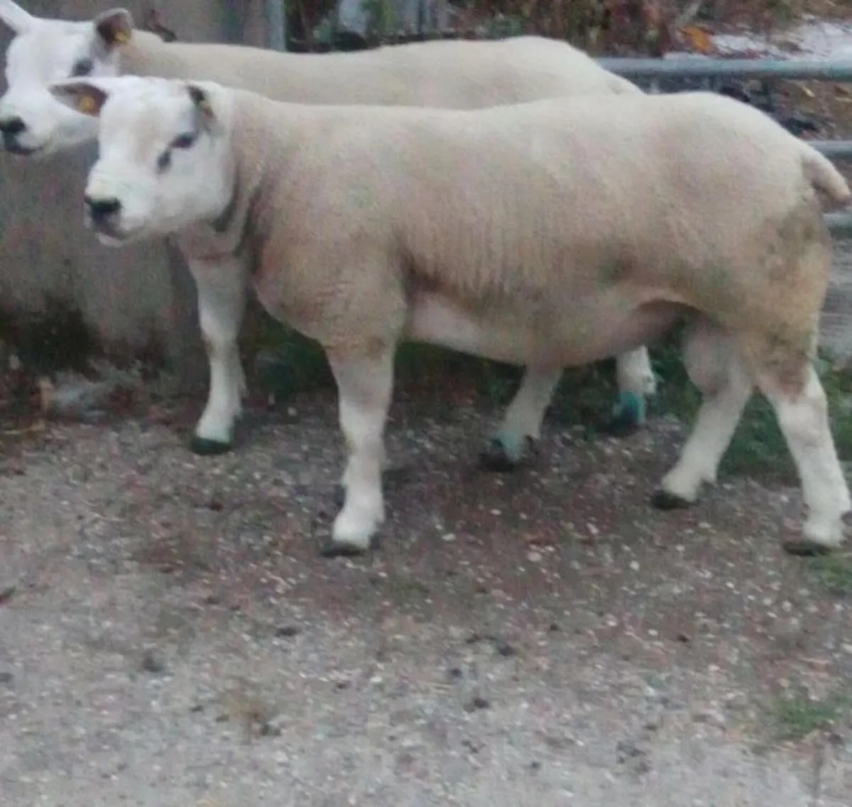 Texel Hpgget Rams - Image 2