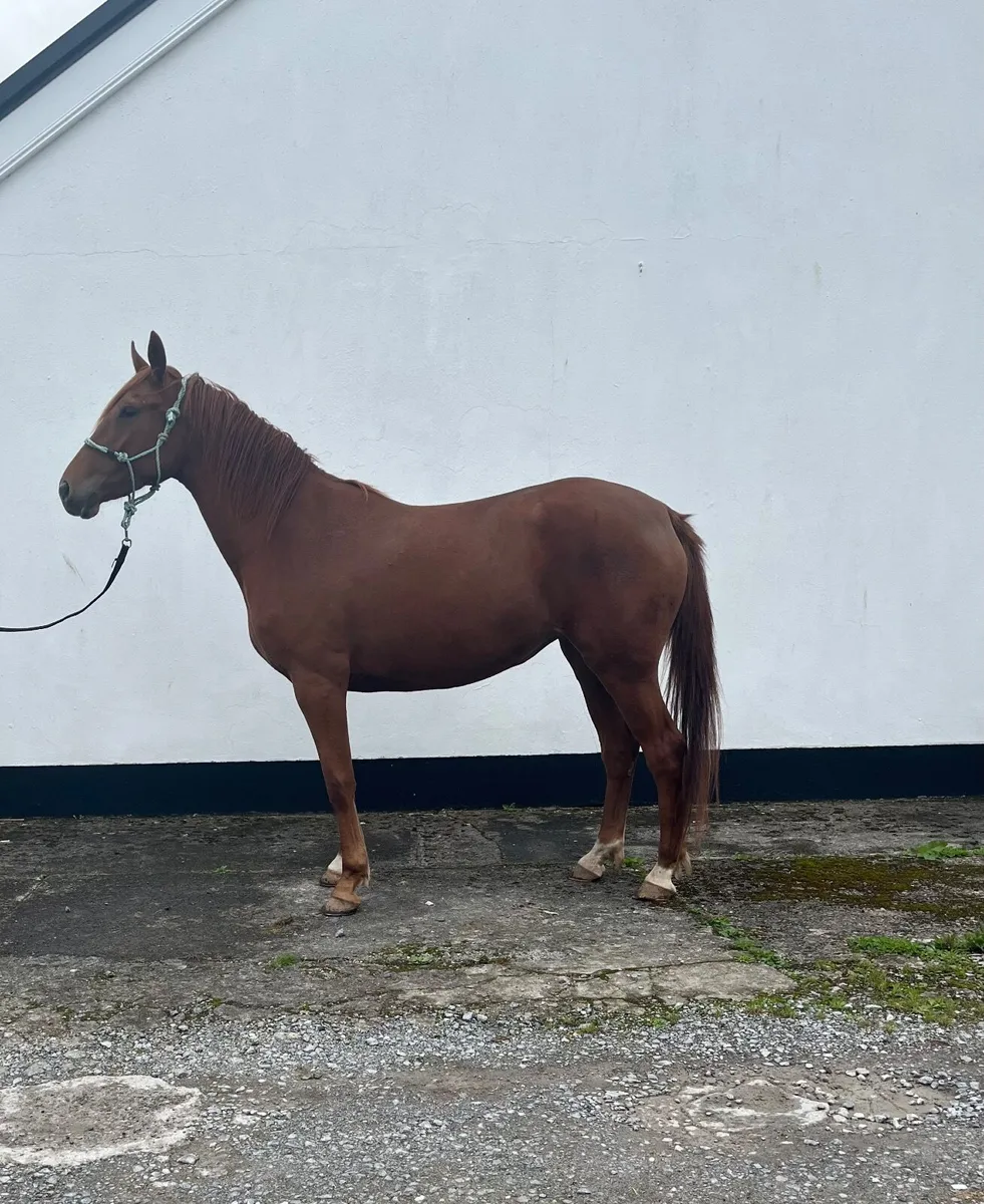 3yr old Chestnut Filly - Image 1