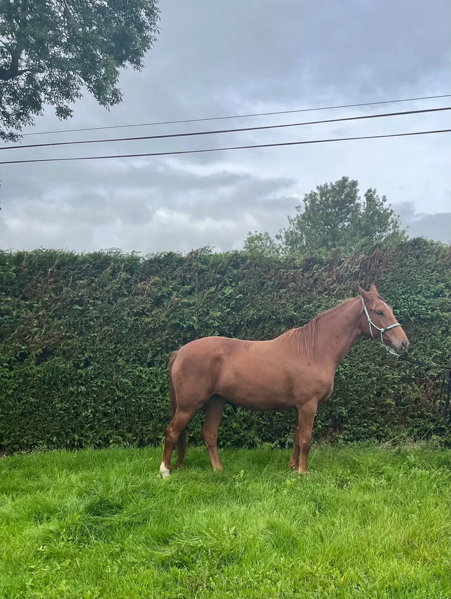 3yr old Chestnut Filly - Image 3