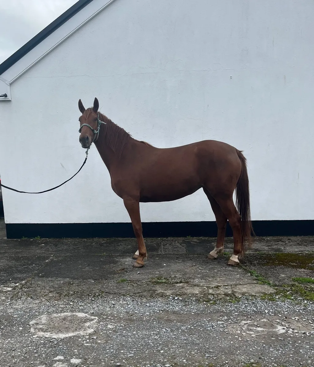3yr old Chestnut Filly - Image 4