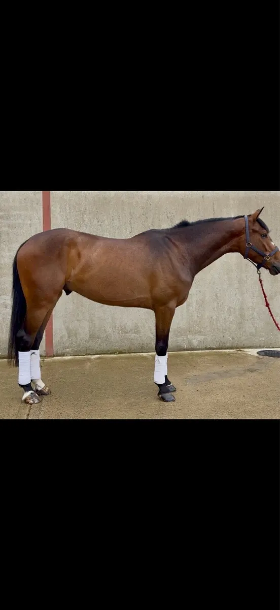 17.1h 4 yo gelding - Image 1