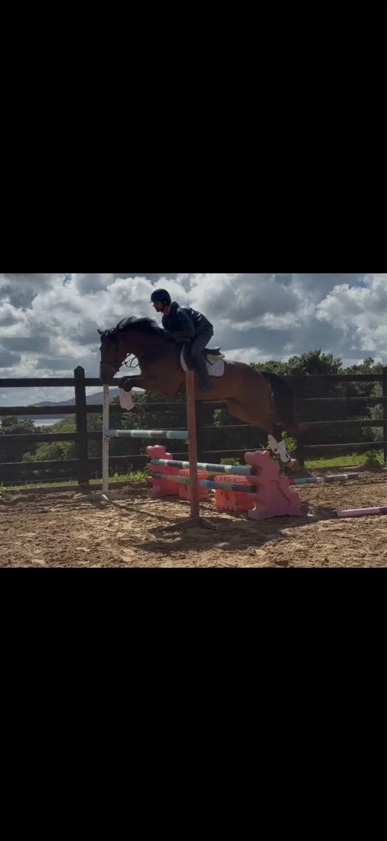 17.1h 4 yo gelding - Image 2