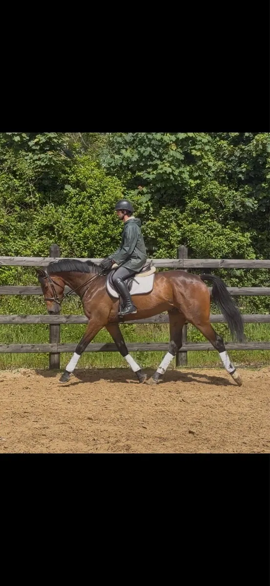 17.1h 4 yo gelding - Image 3