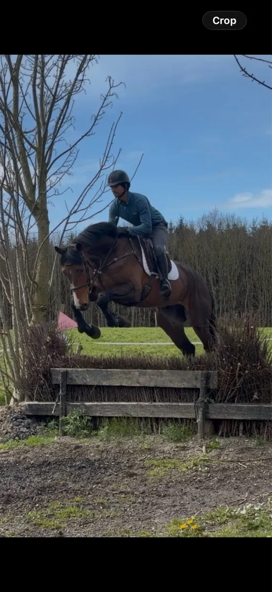 17.1h 4 yo gelding - Image 4