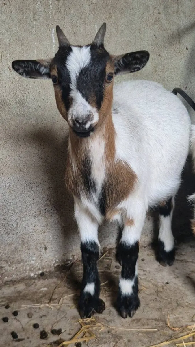 Pygmy goat - Image 1