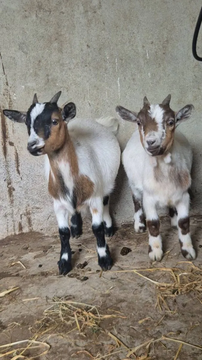 Pygmy goat - Image 3