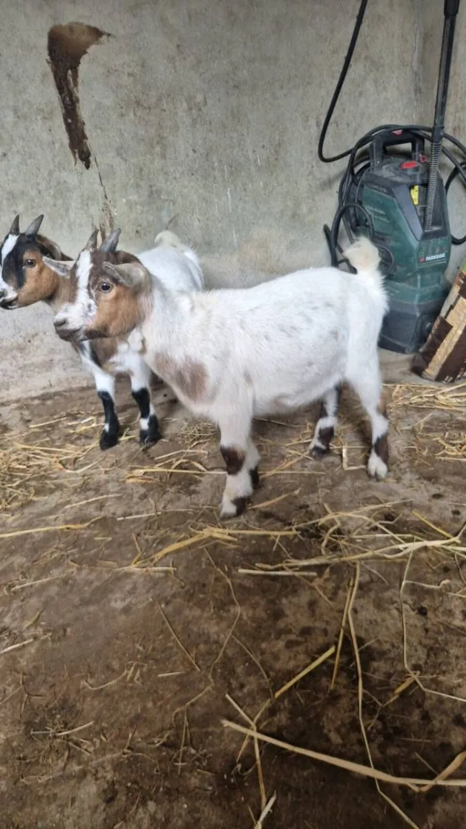 Pygmy goat - Image 4