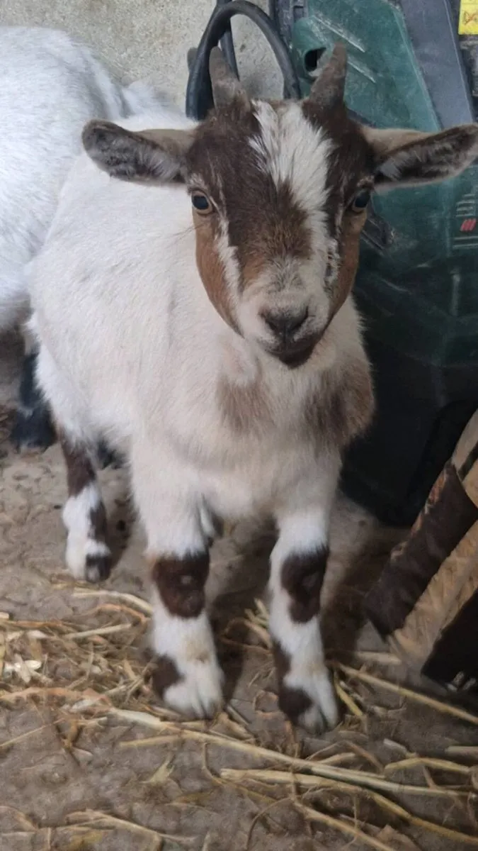Pygmy goat - Image 2
