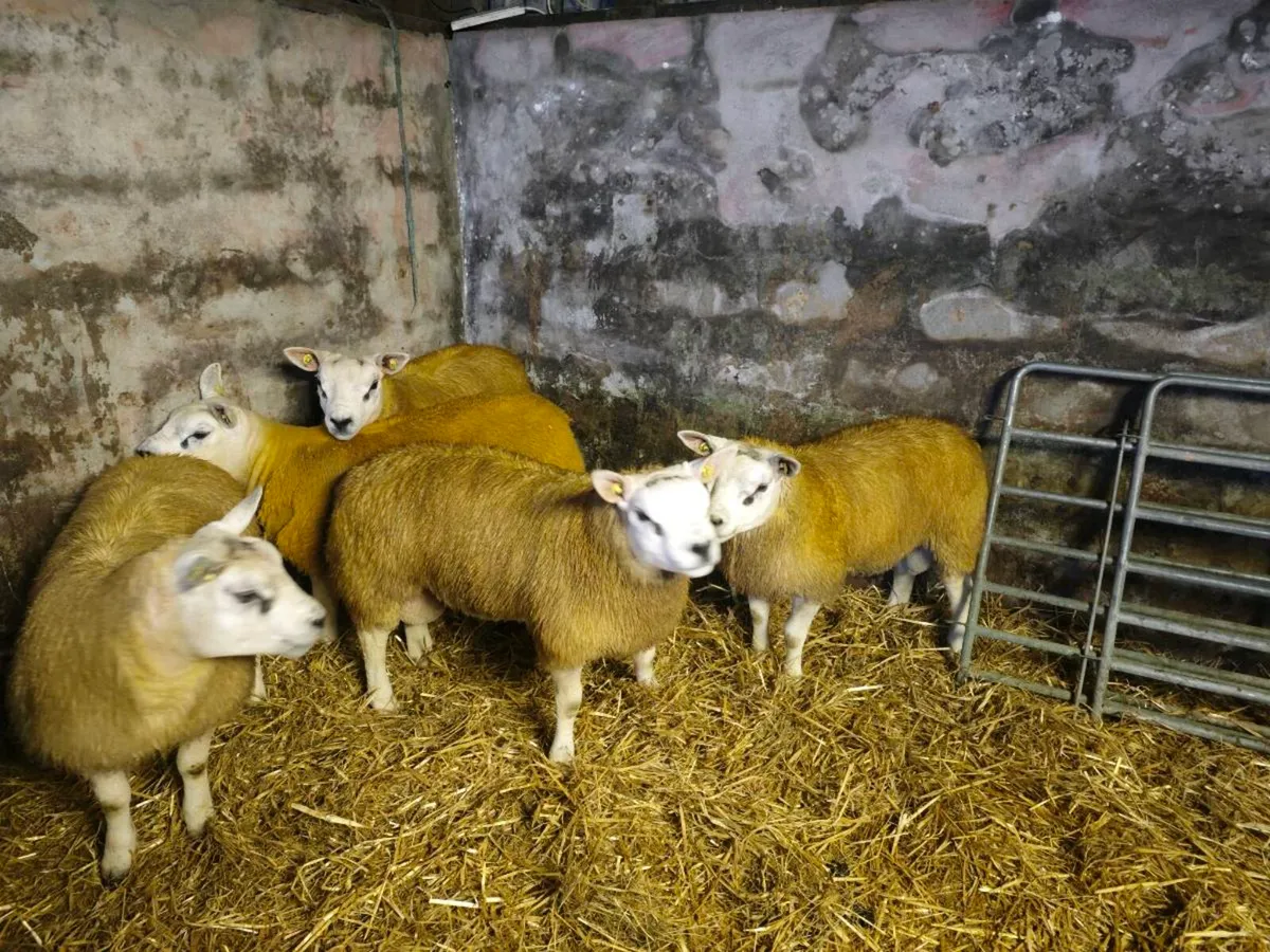 Texel Rams Athenry Mart 25th September - Image 1