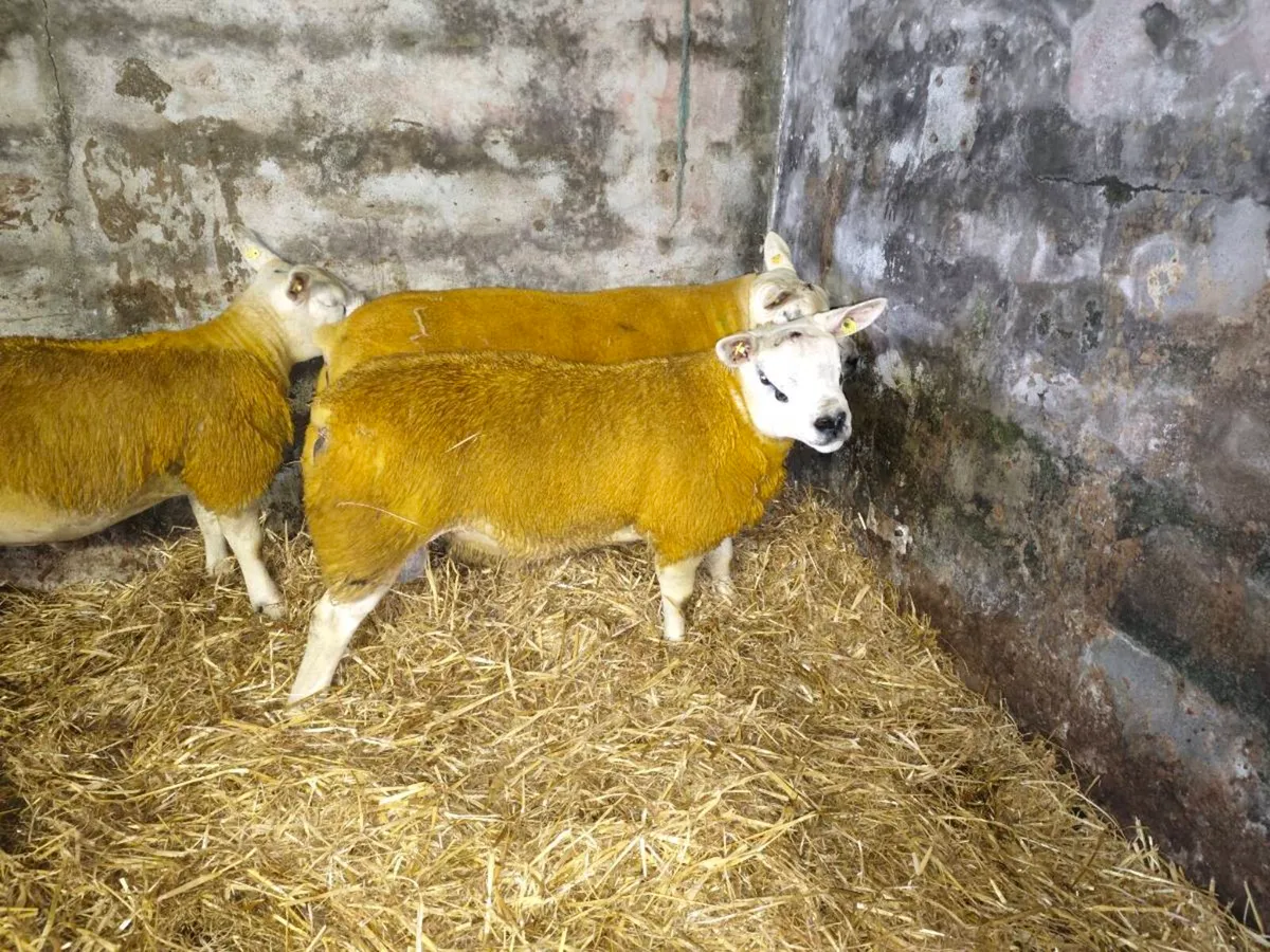 Texel Rams Athenry Mart 25th September - Image 2