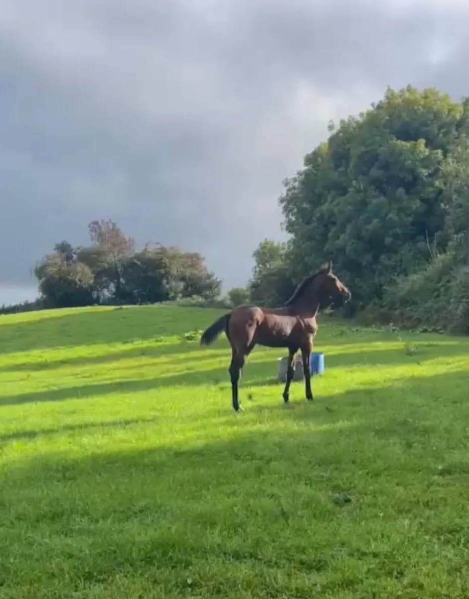 Colt foal - Image 1