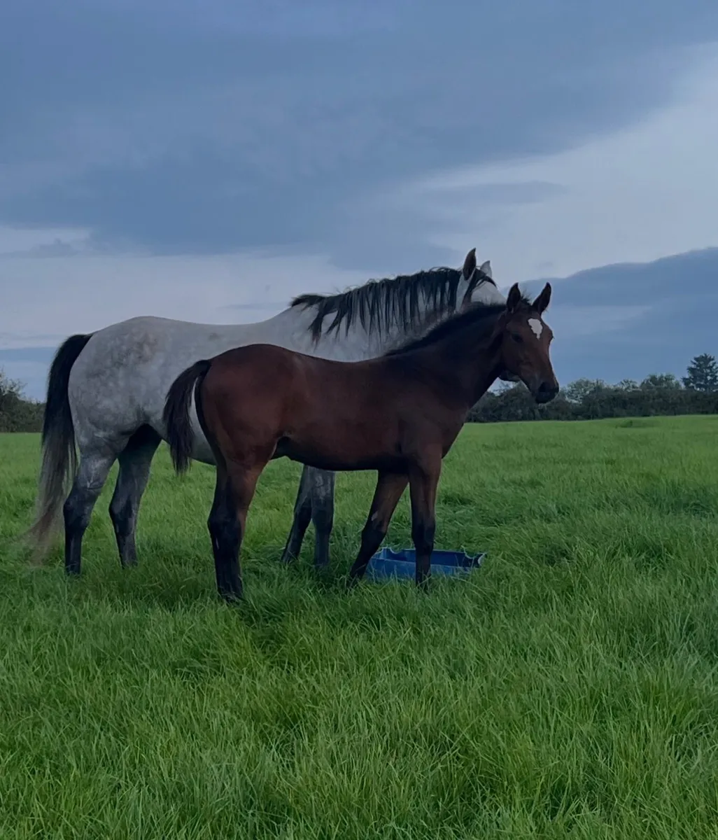Colt foal - Image 3