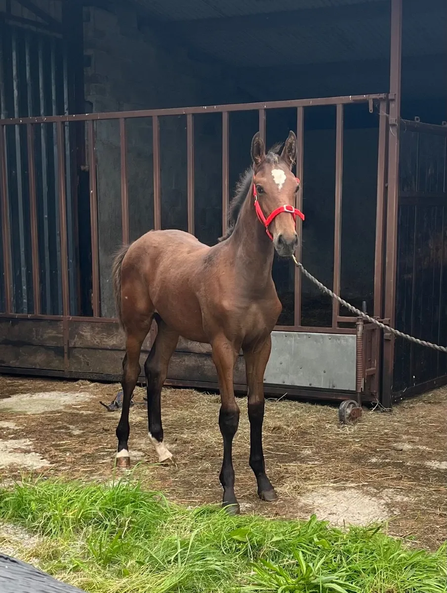 Colt foal - Image 4