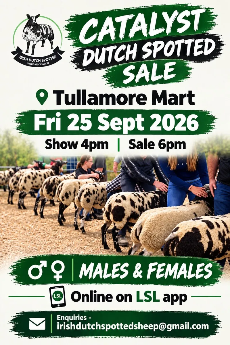 Dutch Spotted Sale - Image 1