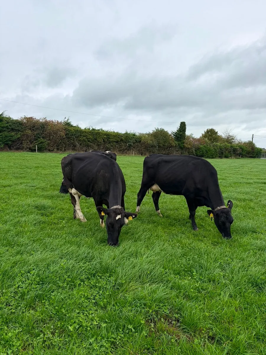 cows for sale - Image 1