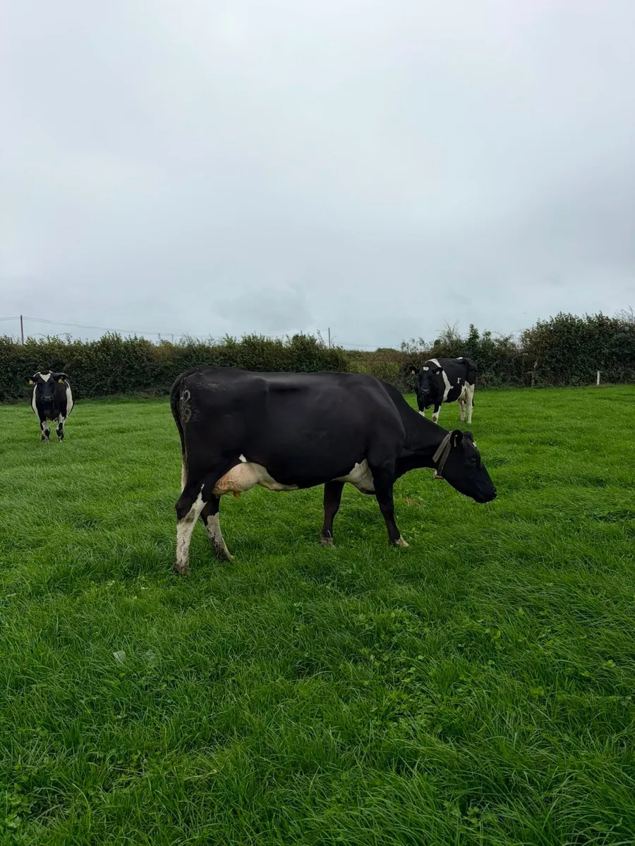 cows for sale - Image 2