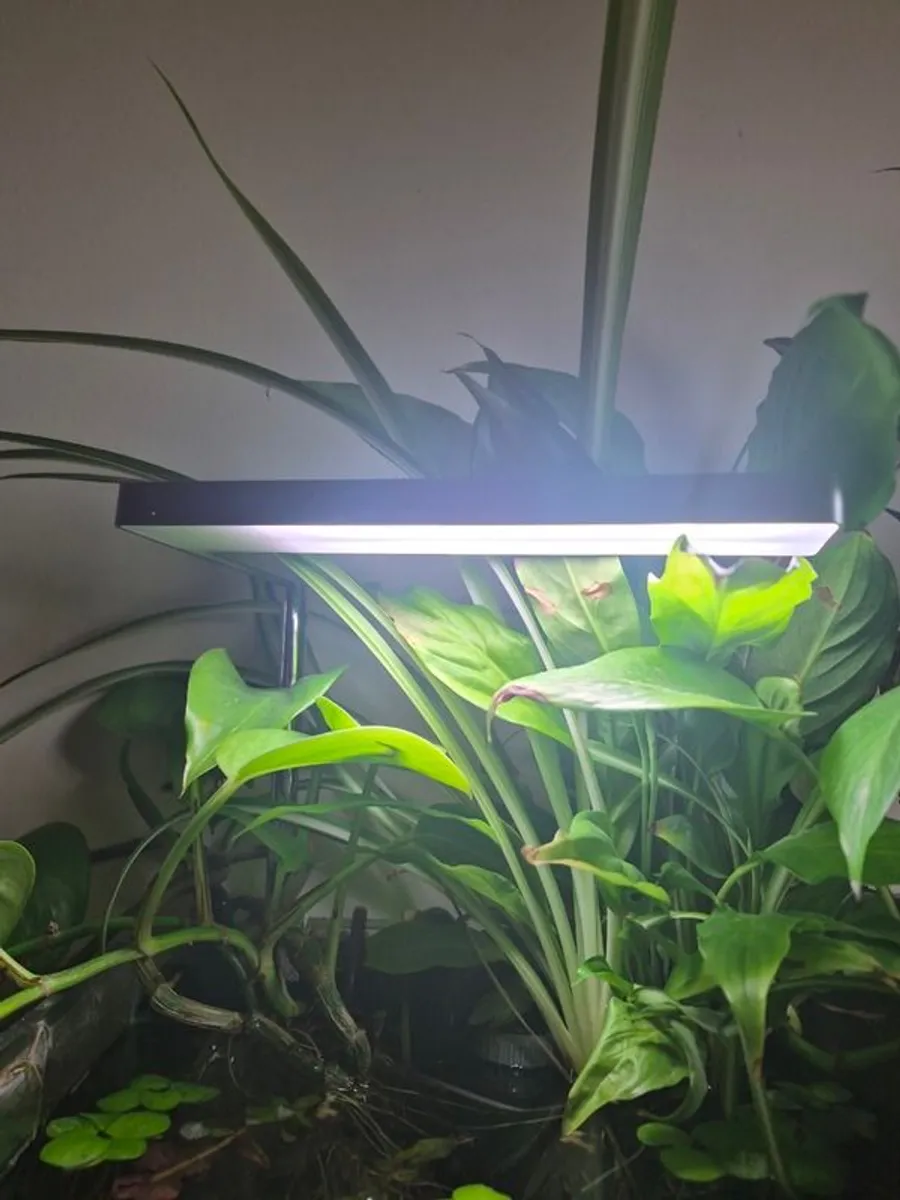 White Glass Aquarium (Complete Set-up) - Image 4