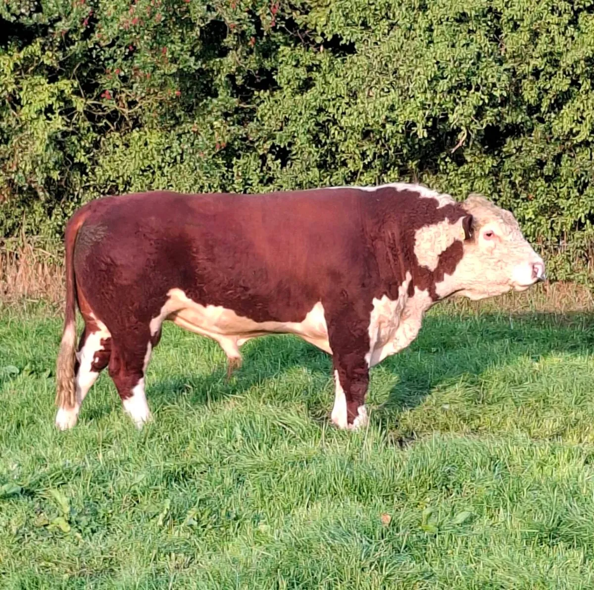 HEREFORD BULLS - Image 1