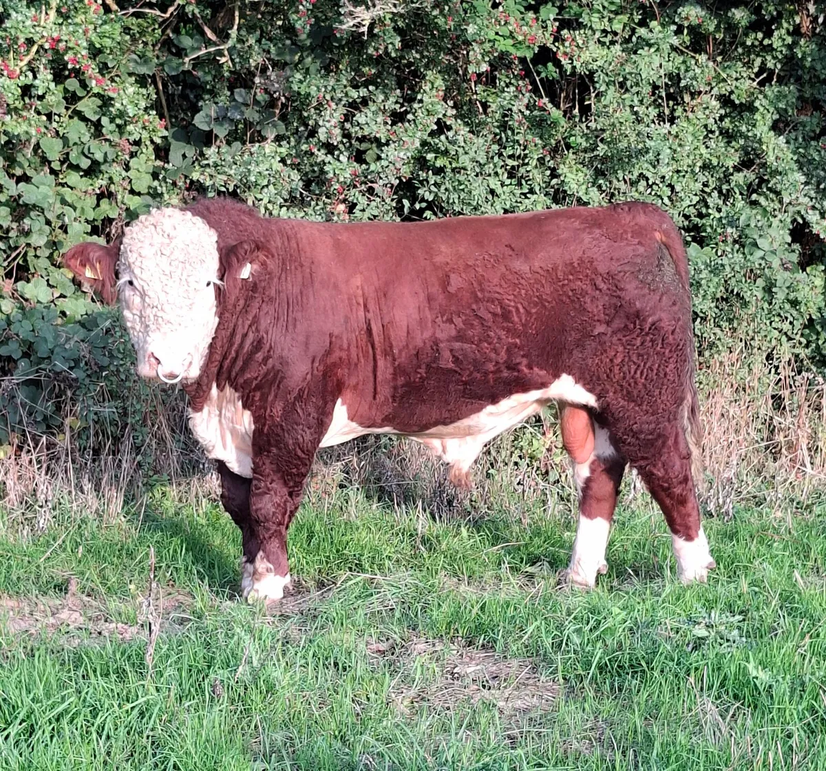 HEREFORD BULLS - Image 2