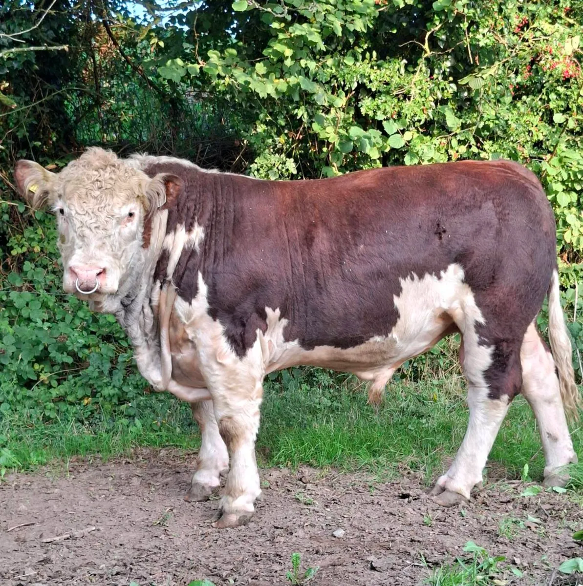HEREFORD BULLS - Image 3