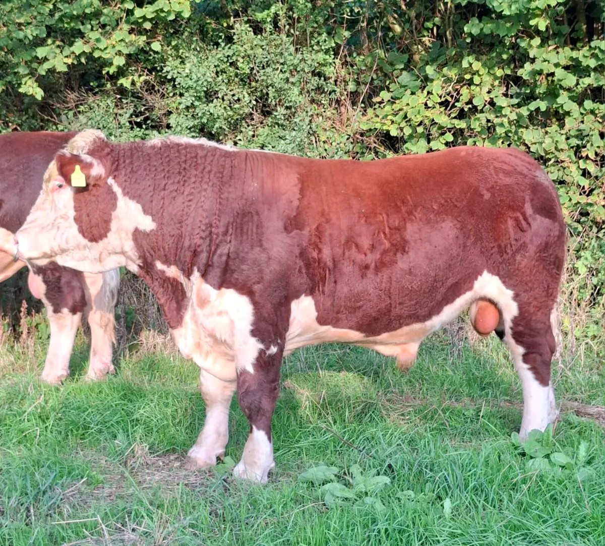HEREFORD BULLS - Image 4