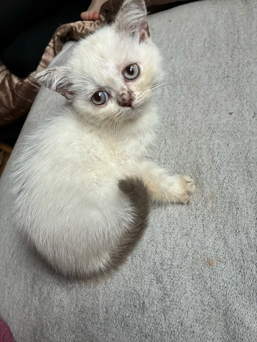 British shorthair kittens - Image 1