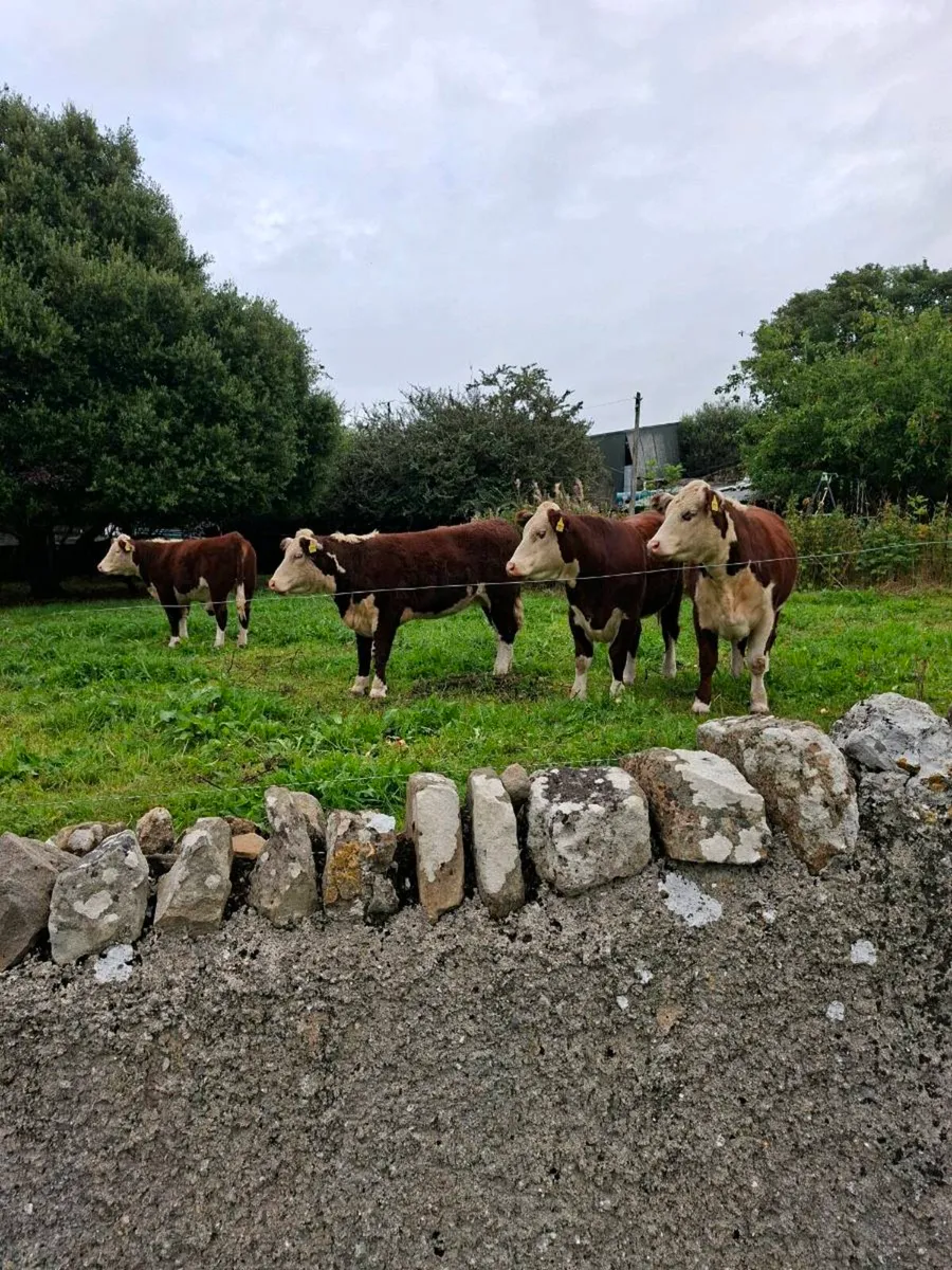 Pedigree Hereford Heifers - Image 1