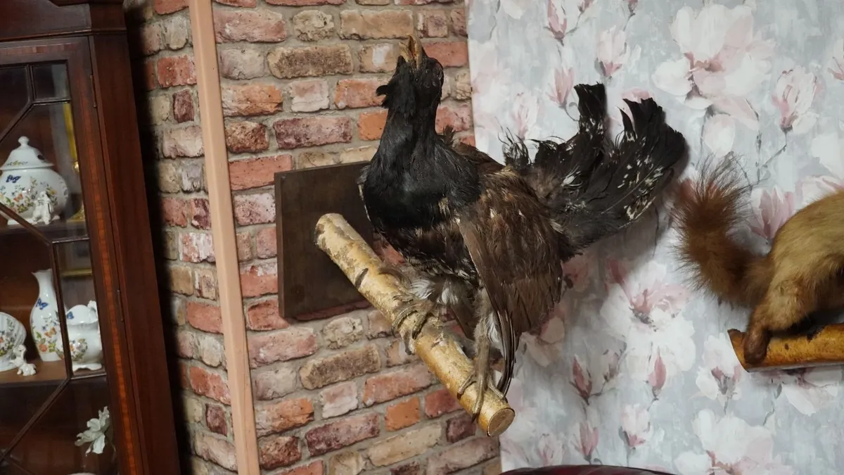 Taxidermy Capercaillie - Image 1